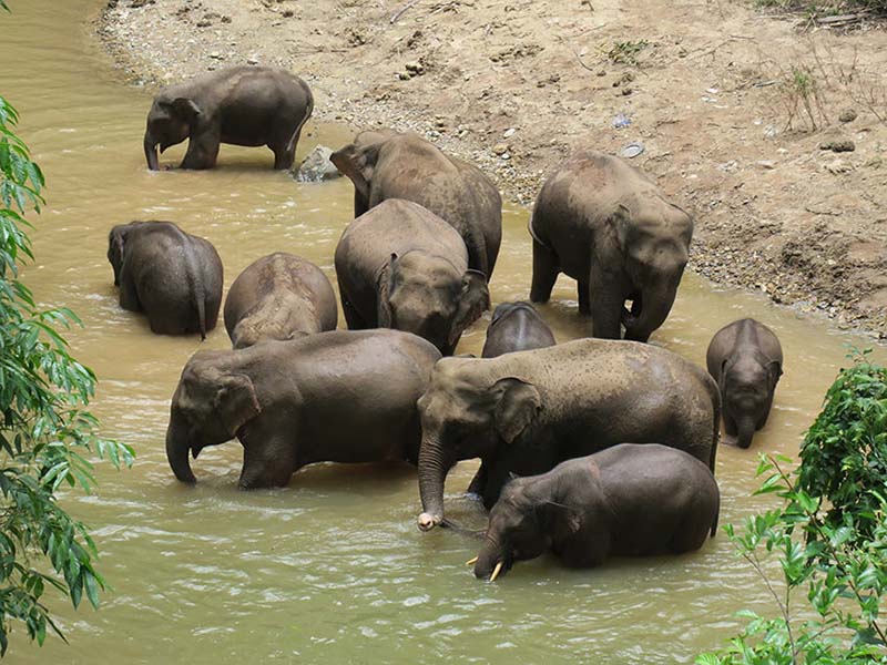 Yunnan redobla esfuerzos en la protección de los elefantes asiáticos