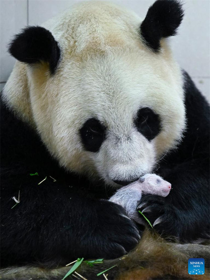 Foto tomada el 15 de agosto de 2022 muestra al panda gigante Cuicui y su cachorro en la base de Shenshuping del Centro de Conservación e Investigación de China para El Panda Gigante en la Reserva Natural Nacional de Wolong, provincia de Sichuan. Un cachorro de panda gigante hembra que pesa 270,4 gramos se convirtió en el recién nacido cautivo más pesado del mundo jamás registrado. Cuicui, un panda de 16 años, dio a luz al cachorro en la base de pandas de Wolong Shenshuping a las 9:39 p.m. del 5 de agosto, rompiendo el récord anterior de peso al nacer de 249 gramos en poder de un panda nacido en 2021, detalló el Centro de Conservación e Investigación de China para el Panda Gigante. (Foto: Shen Bohan/ Xinhua)