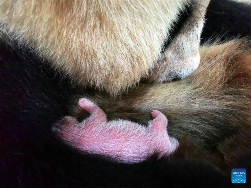 Foto tomada el 15 de agosto de 2022 muestra al panda gigante Cuicui y su cachorro en la base de Shenshuping del Centro de Conservación e Investigación de China para El Panda Gigante en la Reserva Natural Nacional de Wolong, provincia de Sichuan. Un cachorro de panda gigante hembra que pesa 270,4 gramos se convirtió en el recién nacido cautivo más pesado del mundo jamás registrado. Cuicui, un panda de 16 años, dio a luz al cachorro en la base de pandas de Wolong Shenshuping a las 9:39 p.m. del 5 de agosto, rompiendo el récord anterior de peso al nacer de 249 gramos en poder de un panda nacido en 2021, detalló el Centro de Conservación e Investigación de China para el Panda Gigante. (Foto: Shen Bohan/ Xinhua)