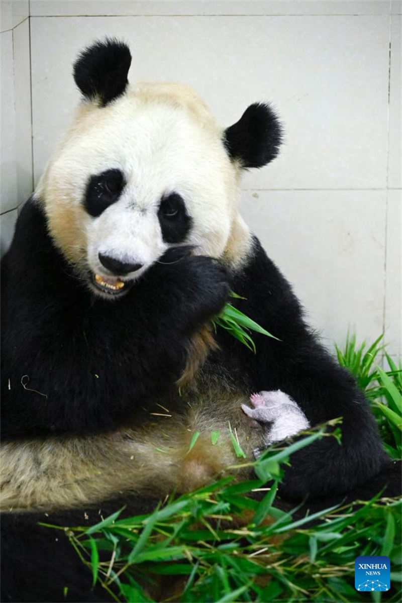 Foto tomada el 15 de agosto de 2022 muestra al panda gigante Cuicui y su cachorro en la base de Shenshuping del Centro de Conservación e Investigación de China para El Panda Gigante en la Reserva Natural Nacional de Wolong, provincia de Sichuan. Un cachorro de panda gigante hembra que pesa 270,4 gramos se convirtió en el recién nacido cautivo más pesado del mundo jamás registrado. Cuicui, un panda de 16 años, dio a luz al cachorro en la base de pandas de Wolong Shenshuping a las 9:39 p.m. del 5 de agosto, rompiendo el récord anterior de peso al nacer de 249 gramos en poder de un panda nacido en 2021, detalló el Centro de Conservación e Investigación de China para el Panda Gigante. (Foto: Shen Bohan/ Xinhua)