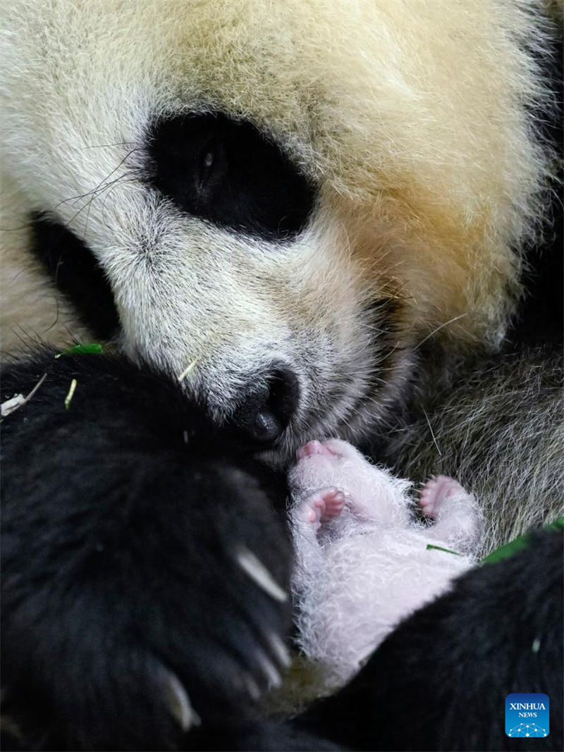 Foto tomada el 15 de agosto de 2022 muestra al panda gigante Cuicui y su cachorro en la base de Shenshuping del Centro de Conservación e Investigación de China para El Panda Gigante en la Reserva Natural Nacional de Wolong, provincia de Sichuan. Un cachorro de panda gigante hembra que pesa 270,4 gramos se convirtió en el recién nacido cautivo más pesado del mundo jamás registrado. Cuicui, un panda de 16 años, dio a luz al cachorro en la base de pandas de Wolong Shenshuping a las 9:39 p.m. del 5 de agosto, rompiendo el récord anterior de peso al nacer de 249 gramos en poder de un panda nacido en 2021, detalló el Centro de Conservación e Investigación de China para el Panda Gigante. (Foto: Shen Bohan/ Xinhua)