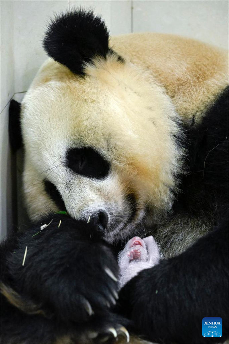 Foto tomada el 15 de agosto de 2022 muestra al panda gigante Cuicui y su cachorro en la base de Shenshuping del Centro de Conservación e Investigación de China para El Panda Gigante en la Reserva Natural Nacional de Wolong, provincia de Sichuan. Un cachorro de panda gigante hembra que pesa 270,4 gramos se convirtió en el recién nacido cautivo más pesado del mundo jamás registrado. Cuicui, un panda de 16 años, dio a luz al cachorro en la base de pandas de Wolong Shenshuping a las 9:39 p.m. del 5 de agosto, rompiendo el récord anterior de peso al nacer de 249 gramos en poder de un panda nacido en 2021, detalló el Centro de Conservación e Investigación de China para el Panda Gigante. (Foto: Shen Bohan/ Xinhua)