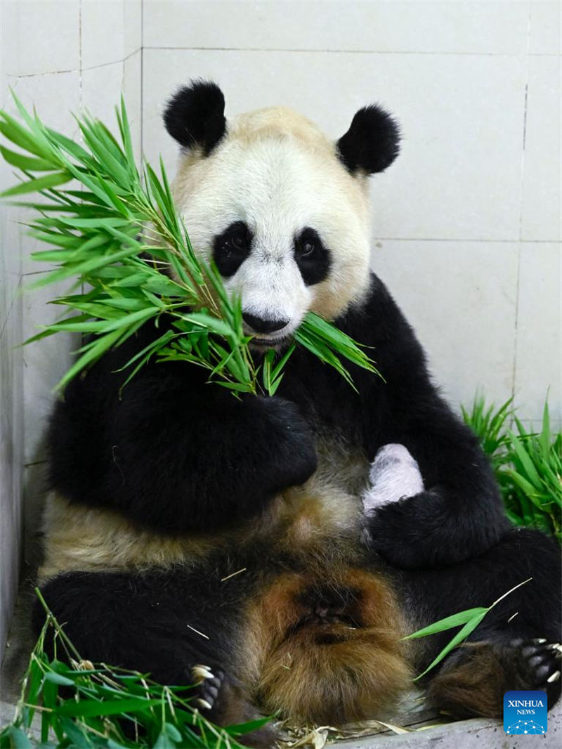 Foto tomada el 15 de agosto de 2022 muestra al panda gigante Cuicui y su cachorro en la base de Shenshuping del Centro de Conservación e Investigación de China para El Panda Gigante en la Reserva Natural Nacional de Wolong, provincia de Sichuan. Un cachorro de panda gigante hembra que pesa 270,4 gramos se convirtió en el recién nacido cautivo más pesado del mundo jamás registrado. Cuicui, un panda de 16 años, dio a luz al cachorro en la base de pandas de Wolong Shenshuping a las 9:39 p.m. del 5 de agosto, rompiendo el récord anterior de peso al nacer de 249 gramos en poder de un panda nacido en 2021, detalló el Centro de Conservación e Investigación de China para el Panda Gigante. (Foto: Shen Bohan/ Xinhua)