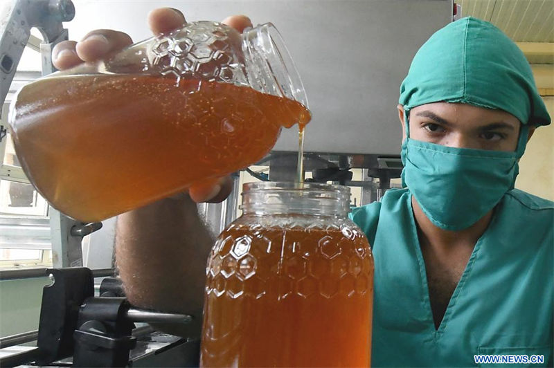 Imagen del 10 de agosto de 2022 de un trabajador laborando en una línea de llenado de miel en la Unidad Empresarial de Base Planta de Envasado, en la comunidad El Cano, en el municipio de La Lisa, en La Habana, Cuba. El director técnico de la Unidad Empresarial de Base Apícola de Matanzas, Rubén Lugo, precisó que se trata de la provincia con mayor producción de miel y población apícola del país caribeño, con entrega de 1.500 y 1.900 toneladas anuales. (Xinhua/Joaquín Hernández)