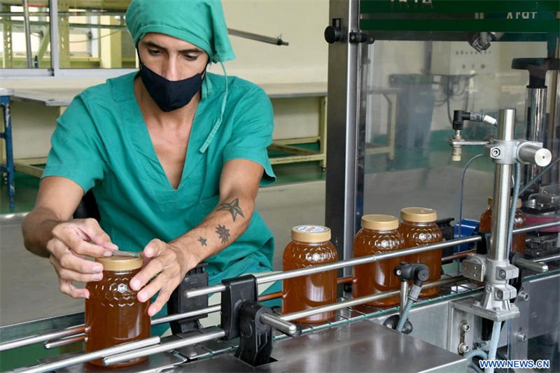 Imagen del 10 de agosto de 2022 de un trabajador laborando en una línea de llenado de miel en la Unidad Empresarial de Base Planta de Envasado, en la comunidad El Cano, en el municipio de La Lisa, en La Habana, Cuba. El director técnico de la Unidad Empresarial de Base Apícola de Matanzas, Rubén Lugo, precisó que se trata de la provincia con mayor producción de miel y población apícola del país caribeño, con entrega de 1.500 y 1.900 toneladas anuales. (Xinhua/Joaquín Hernández)