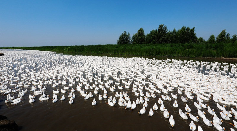 La industria del ganso blanco prospera en Yi'an, Heilongjiang