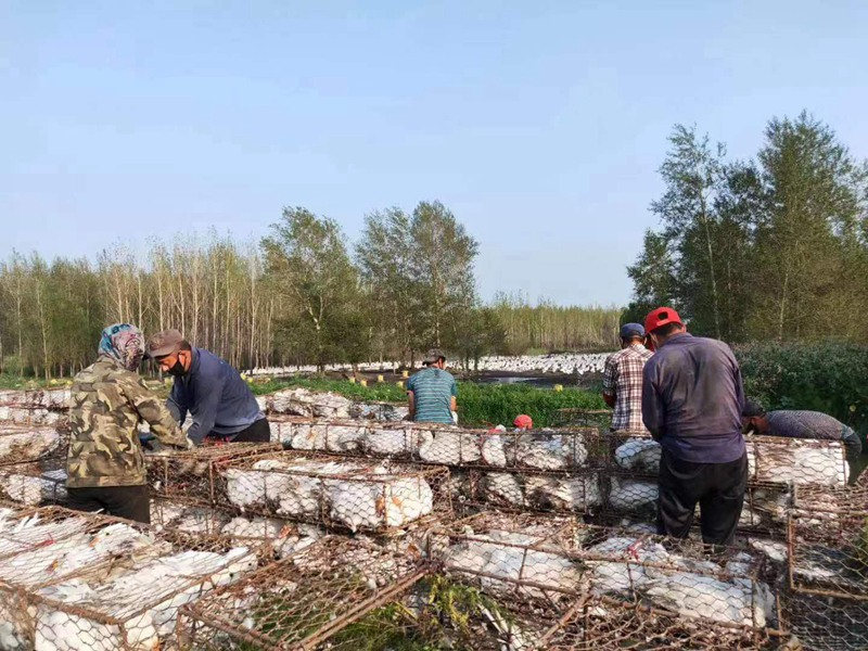 La industria del ganso blanco prospera en Yi'an, Heilongjiang