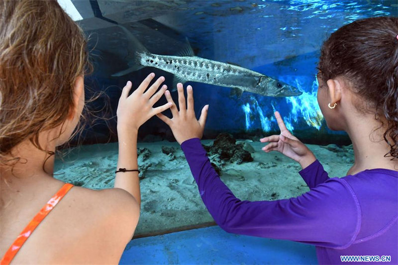  Imagen del 22 de julio de 2022 de niñas observando un pez en una pecera durante una clase de educación ambiental en el taller "Jardineros del Arrecife" en el Acuario Nacional de Cuba, en La Habana, capital de Cuba. Un proyecto de restauración de arrecifes mediante el cultivo, siembra y la reproducción sexual asistida de corales está en marcha desde este año en el Acuario Nacional de Cuba en La Habana. (Xinhua/Joaquín Hernández)