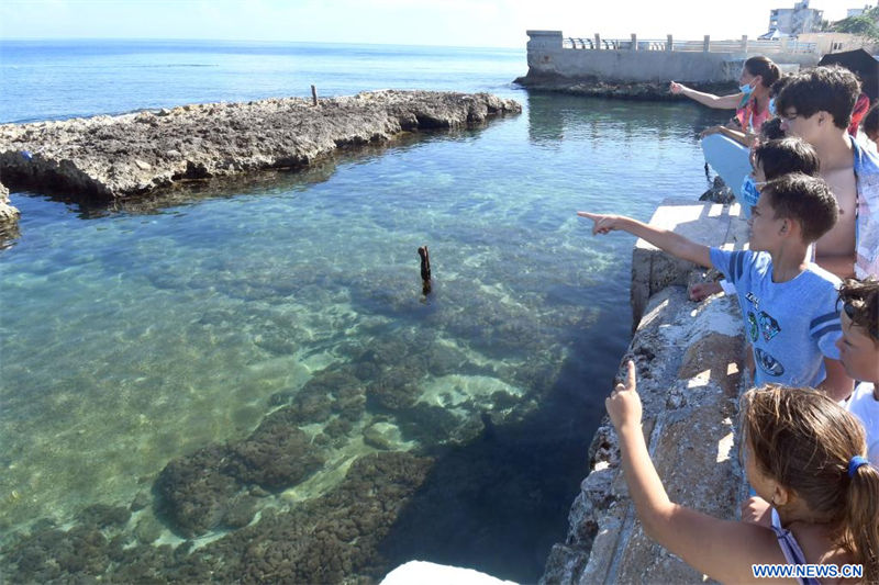 Proyecto de restauración de arrecifes está en marcha en Acuario Nacional de Cuba en La Habana