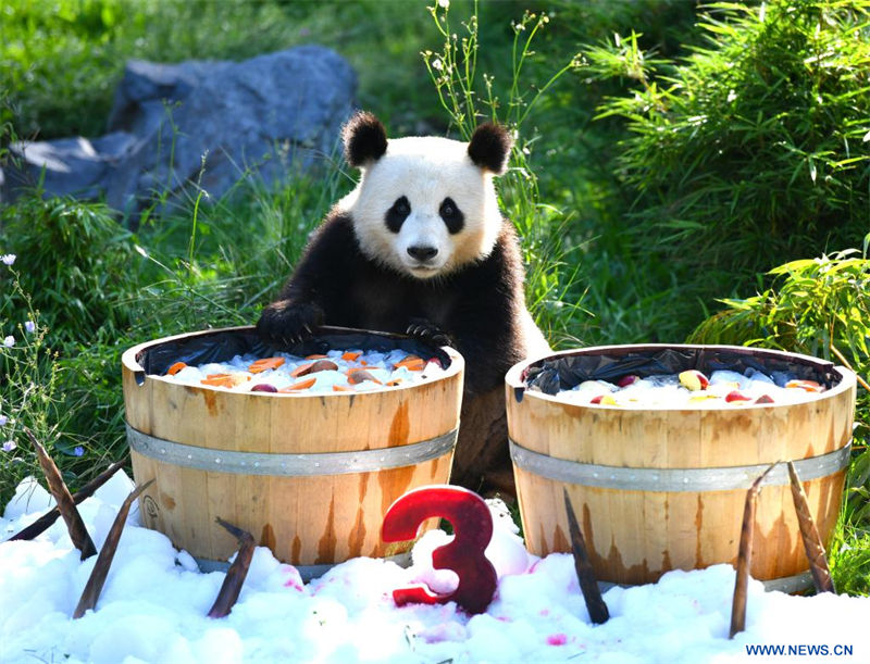 Imagen del 31 de agosto de 2022 del panda gigante Meng Xiang junto al "pastel de cumpleaños" en el Zoológico de Berlín, en Berlín, capital de Alemania. Un par de pandas gigantes celebraron el miércoles su tercer cumpleaños en el Zoológico de Berlín. Son los primeros osos blancos y negros nacidos en el país. (Xinhua/Ren Pengfei) 