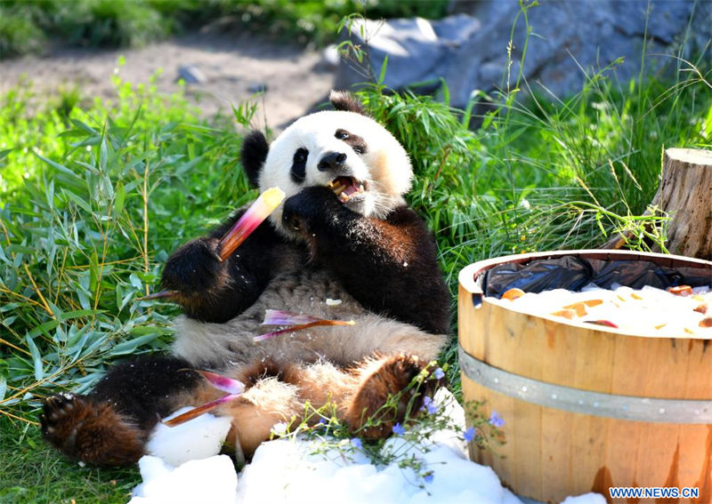  Imagen del 31 de agosto de 2022 del panda gigante Meng Xiang disfrutando del "pastel de cumpleaños" en el Zoológico de Berlín, en Berlín, capital de Alemania. Un par de pandas gigantes celebraron el miércoles su tercer cumpleaños en el Zoológico de Berlín. Son los primeros osos blancos y negros nacidos en el país. (Xinhua/Ren Pengfei) 