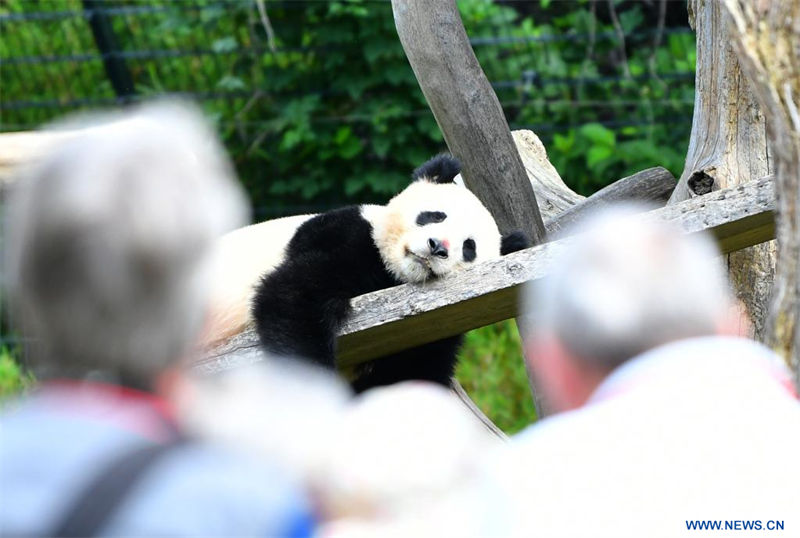 Imagen del 31 de agosto de 2022 de visitantes observando al panda gigante Meng Yuan en el Zoológico de Berlín, en Berlín, capital de Alemania. Un par de pandas gigantes celebraron el miércoles su tercer cumpleaños en el Zoológico de Berlín. Son los primeros osos blancos y negros nacidos en el país. (Xinhua/Ren Pengfei)