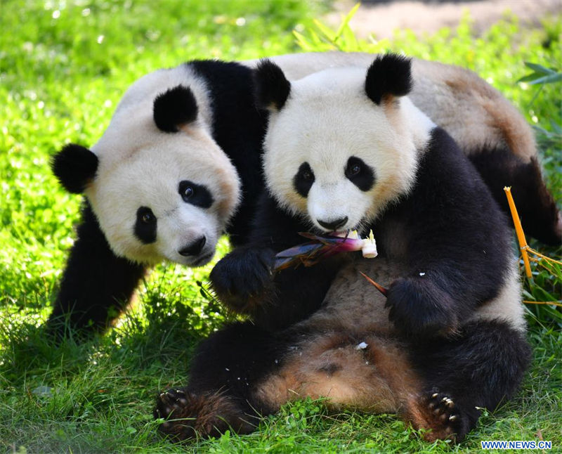 Imagen del 31 de agosto de 2022 de los gemelos de panda gigante Meng Xiang, y Meng Yuan (i), en el Zoológico de Berlín, en Berlín, capital de Alemania. Un par de pandas gigantes celebraron el miércoles su tercer cumpleaños en el Zoológico de Berlín. Son los primeros osos blancos y negros nacidos en el país. (Xinhua/Ren Pengfei) 