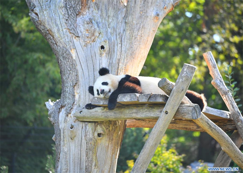 Alemania: Pandas gigantes celebran su tercer cumpleaños en Zoológico de Berlín