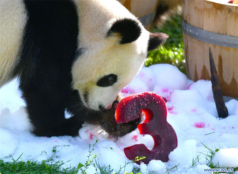  Imagen del 31 de agosto de 2022 del panda gigante Meng Yuan en el Zoológico de Berlín, en Berlín, capital de Alemania. Un par de pandas gigantes celebraron el miércoles su tercer cumpleaños en el Zoológico de Berlín. Son los primeros osos blancos y negros nacidos en el país. (Xinhua/Ren Pengfei)