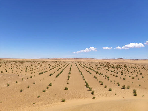 Los árboles saxaul echan raíces en el desierto de la Liga Alshaa, región autónoma de Mongolia Interior en el norte de China. [Foto proporcionada a China Daily]