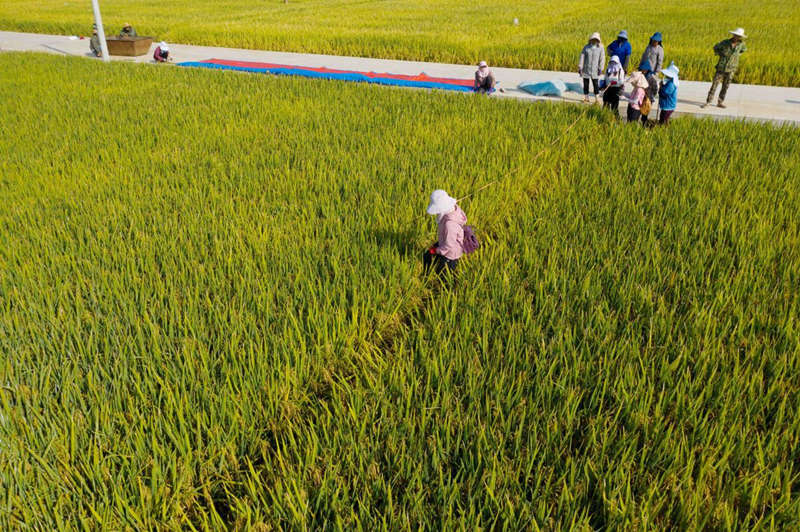 La base de demostración de arroz superhíbrido en la ciudad de Mengzi de la provincia de Yunnan registró una excelente cosecha de 1.076,16 kilogramos por mu (0,067 hectáreas) en promedio a principios de septiembre. [Foto de Cao Fanxi/para chinadaily.com.cn]