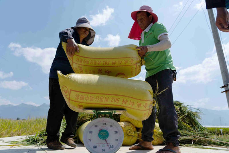 La base de demostración de arroz superhíbrido en la ciudad de Mengzi de la provincia de Yunnan registró una excelente cosecha de 1.076,16 kilogramos por mu (0,067 hectáreas) en promedio a principios de septiembre. [Foto de Cao Fanxi/para chinadaily.com.cn]