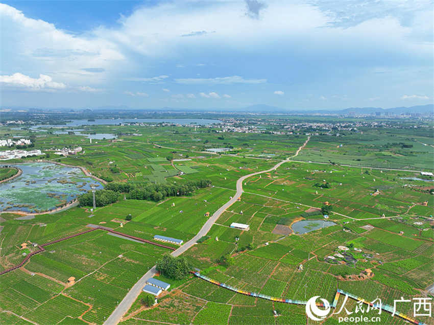 Temporada alta en los jardines de jazmines chinos en Hengzhou, Guangxi