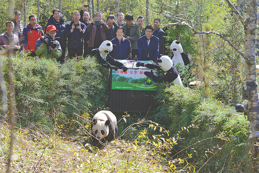 Los conservacionistas liberan a Zhangxiang, un panda gigante de dos años, en la Reserva Natural Liziping en Ya'an, Sichuan, 6 de noviembre del 2013. (Foto: He Shengshan/ China Daily)