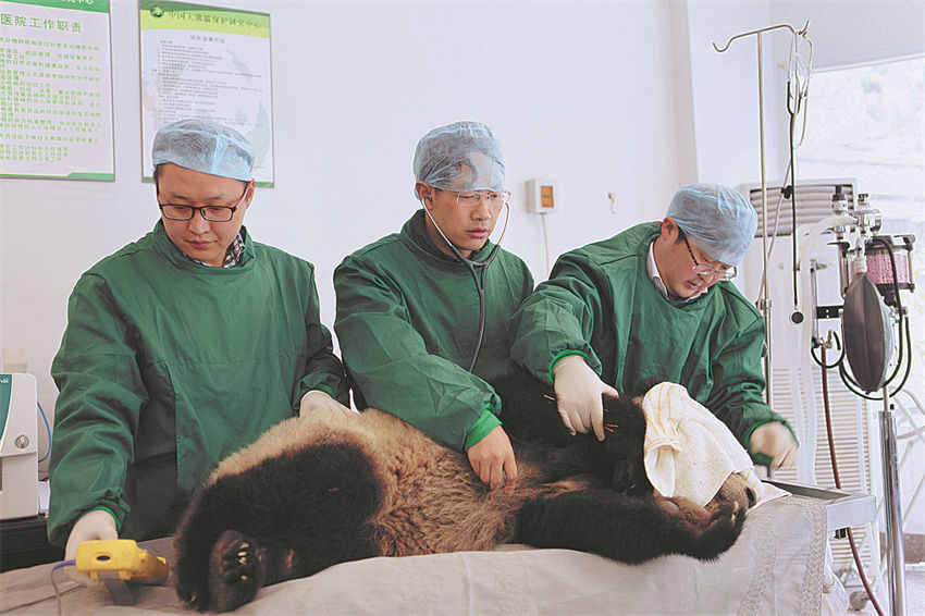 Li Desheng (al centro) y otros dos veterinarios comprueban la salud de un panda, dentro de un ensayo para reintroducir cachorros en la naturaleza, 20 de abril del 2015. (Foto: He Shengshan/ China Daily)
