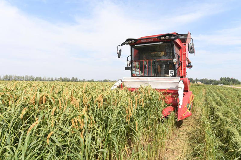 Los agricultores en el condado de Jingxian de Hengshui, provincia de Hebei, han estado ocupados cosechando mijo. [Foto: proporcionada a chinadaily.com.cn]