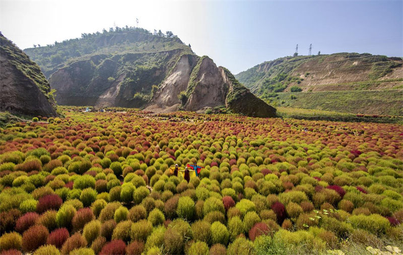 Agricultores de la aldea Caojiagou, en Liulin, provincia de Shanxi, están contentos por la excelente cosecha de hierba de fuego de este año. [Foto: Wang Fengyun / China Daily]