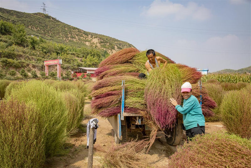 Agricultores de la aldea Caojiagou, en Liulin, provincia de Shanxi, están contentos por la excelente cosecha de hierba de fuego de este año. [Foto: Wang Fengyun / China Daily]