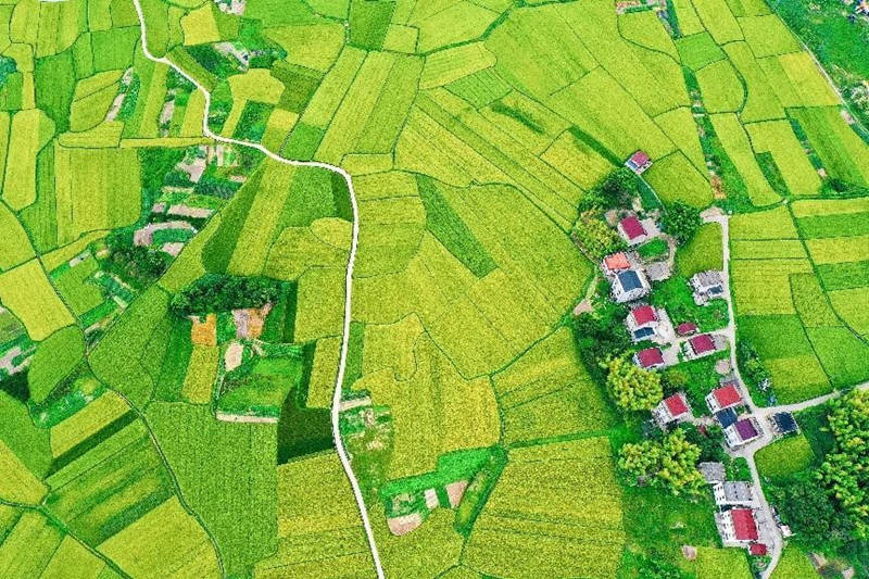 Pueblo rodeado de campos verdes en el condado Sanmen, Taizhou, provincia de Zhejiang, 12 de septiembre de 2022. (Foto: Lin Lijun /Pueblo en Línea)