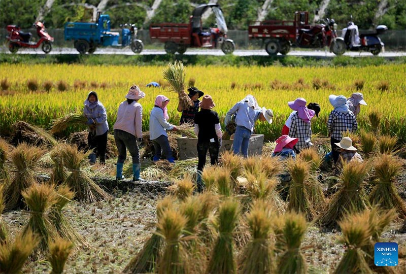 China celebra festival de cosecha de campesinos