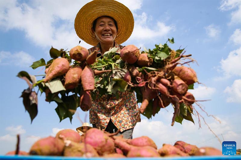 China celebra festival de cosecha de campesinos