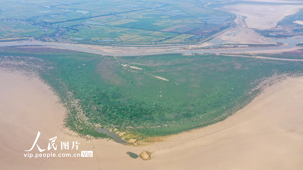 La foto aérea del 22 de agosto de 2022 muestra las líneas de agua formando un paisaje con forma de árbol en la sección Jinxian del lago Poyang en la provincia de Jiangxi, en el este de China. [Foto/People.com.cn]