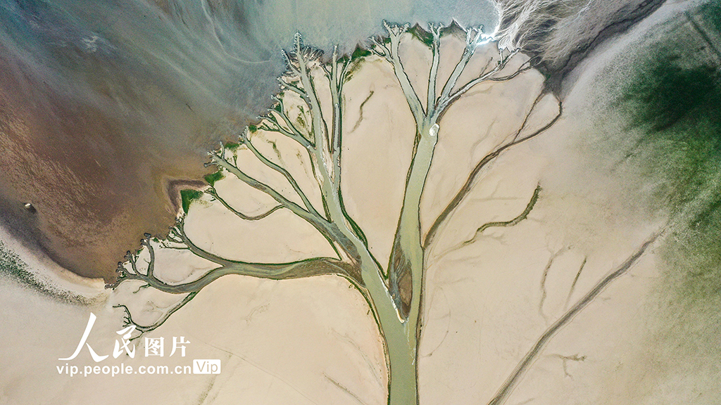 La foto aérea del 22 de agosto de 2022 muestra las líneas de agua formando un paisaje con forma de árbol en la sección Jinxian del lago Poyang en la provincia de Jiangxi, en el este de China. [Foto/People.com.cn]