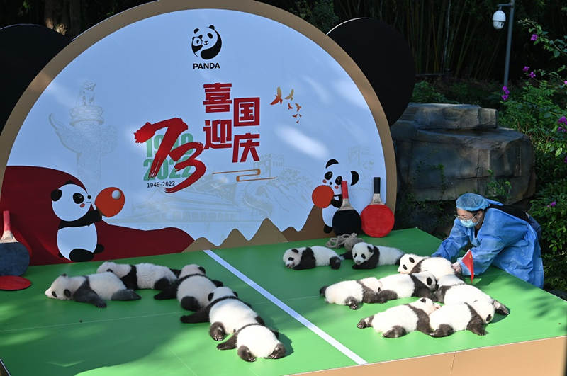 Cachorros de panda se reúnen con público en la base de cría