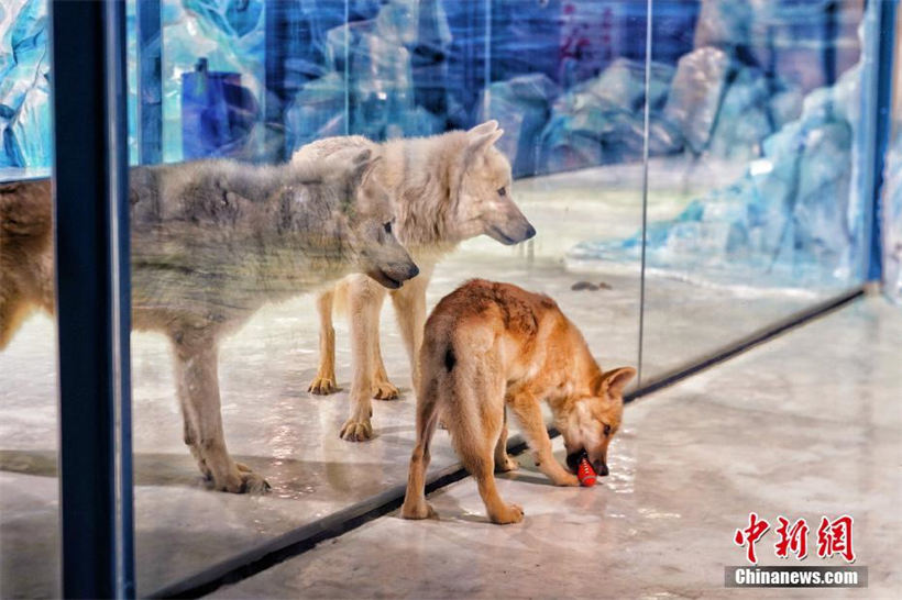 El primer lobo ártico clonado, Maya, aparece en Harbin Polarland, ubicado en la provincia de Heilongjiang, noreste de China, el 28 de septiembre de 2022, junto con la madre sustituta del lobo, un beagle. Foto: Chinanews.com