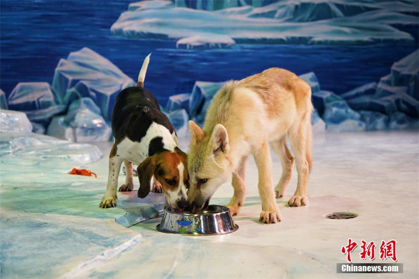 El primer lobo ártico clonado, Maya, aparece en Harbin Polarland, ubicado en la provincia de Heilongjiang, noreste de China, el 28 de septiembre de 2022, junto con la madre sustituta del lobo, un beagle. Foto: Chinanews.com
