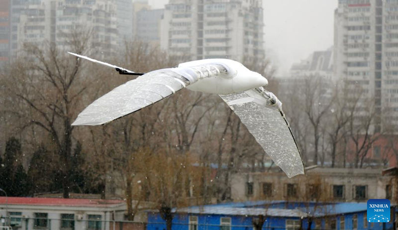 Esta foto tomada el 21 de enero de 2022 muestra el vuelo de un ornitóptero desarrollado por la Universidad de Beihang. (Universidad de Beihang/ Xinhua)