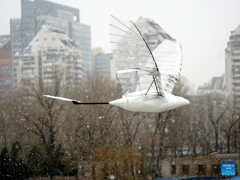 Esta foto tomada el 21 de enero de 2022 muestra el vuelo de un ornitóptero desarrollado por la Universidad de Beihang. (Universidad de Beihang/ Xinhua)