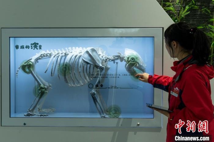 El primer museo del panda gigante ofrecerá una intensa experiencia inmersiva