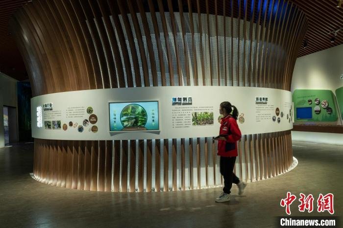 El primer museo del panda gigante ofrecerá una intensa experiencia inmersiva