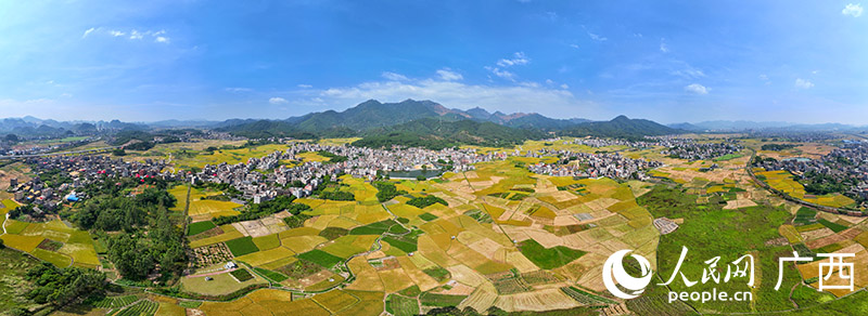 Escena idílica y pintoresca de la cosecha de arroz en Guangxi