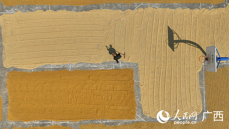 Un agricultor seca el arroz recién cosechado. (Foto:Fu Huazhou, Pueblo en Línea)