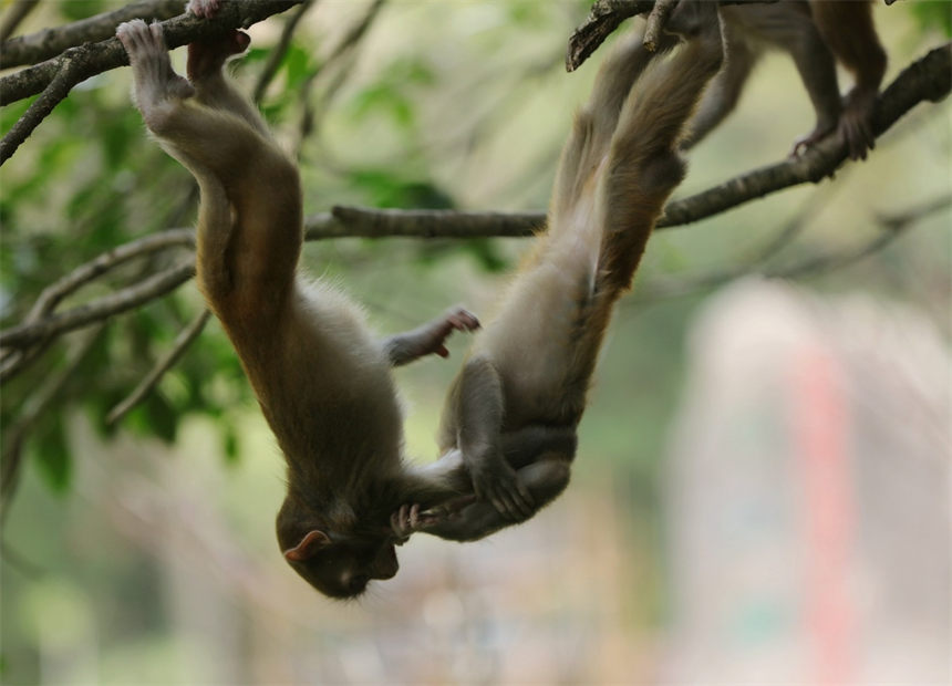 Un grupo de macacos salió recientemente de los bosques para disfrutar del sol invernal en el Área panorámica de Wulingyuan en Zhangjiajie, provincia de Hunan. [Foto de Wu Yongbing/Para chinadaily.com.cn]