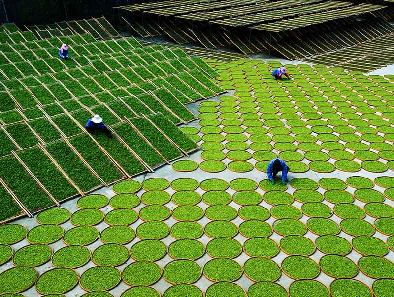 La fabricación de té chino se une a la lista de la UNESCO