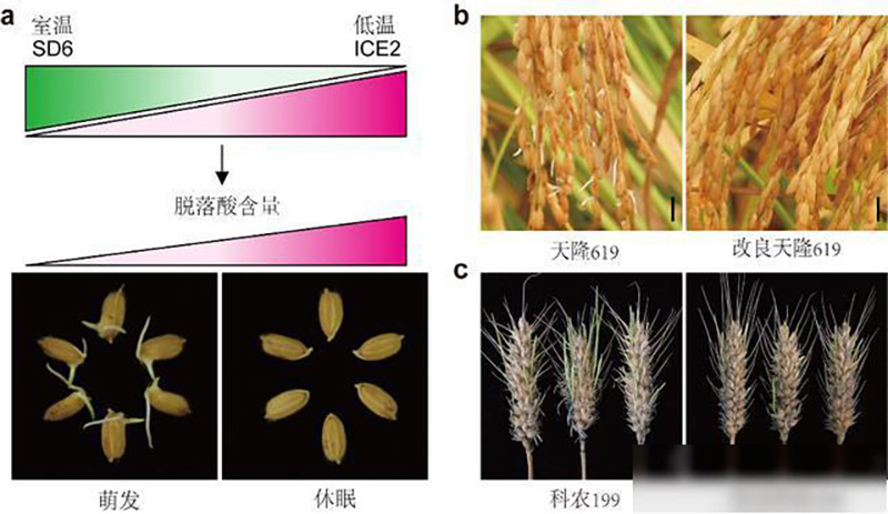 Científicos chinos usan la genética para resolver la germinación de arroz y trigo previa a la cosecha 