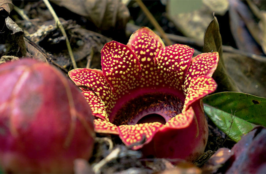 Sapria himalayana florecida, rara planta holoparasitaria redescubierta en la selva tropical de la prefectura autónoma de Xishuangbanna Dai, provincia de Yunnan. (Foto: Pueblo en Línea/ cortesía de XSBNRTV)
