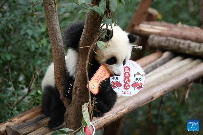 Cachorros de panda gigante saludan al público antes del Año Nuevo