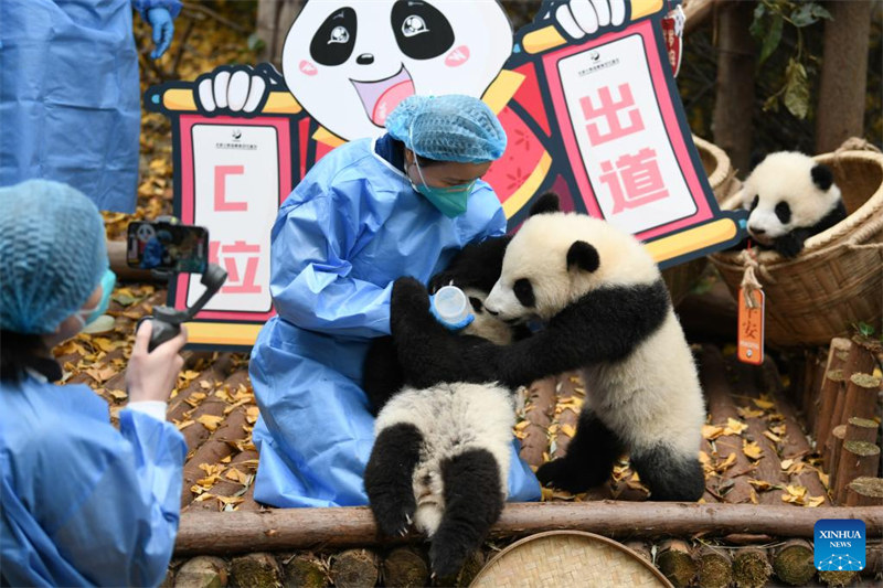 Cachorros de panda gigante saludan al público antes del Año Nuevo