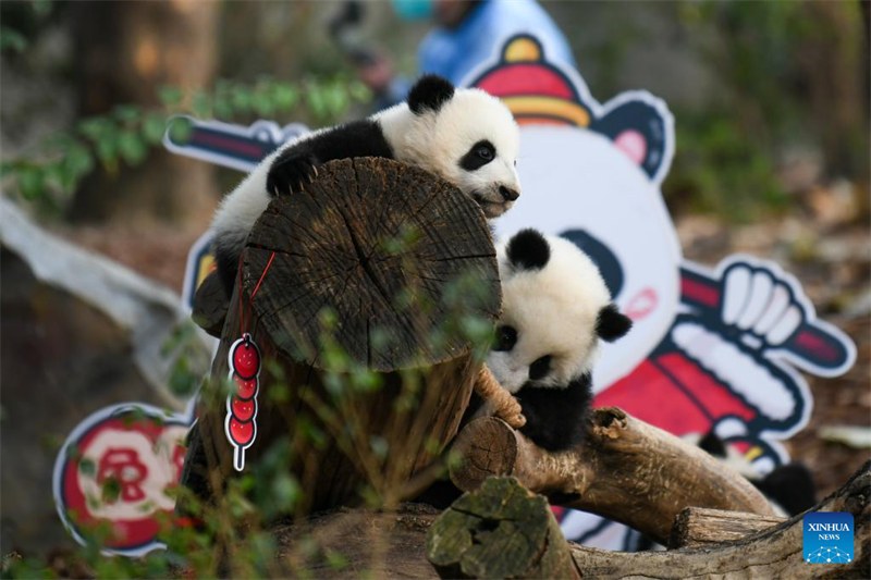Cachorros de panda gigante saludan al público antes del Año Nuevo