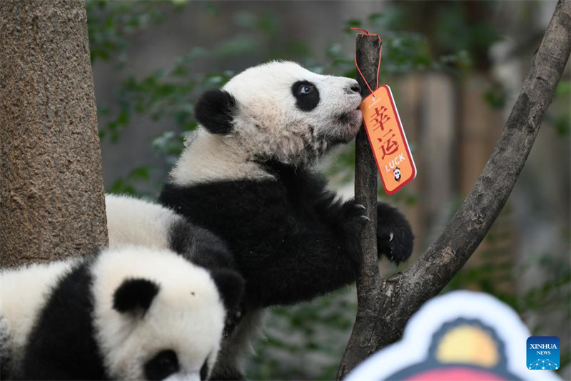 Cachorros de panda gigante saludan al público antes del Año Nuevo